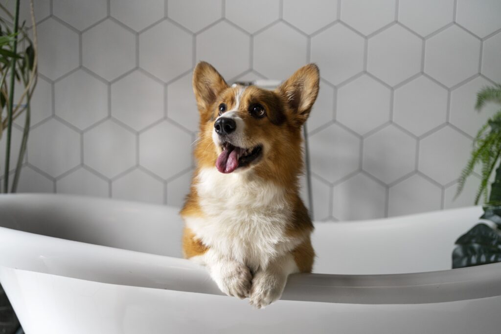 washing-pet-dog-home